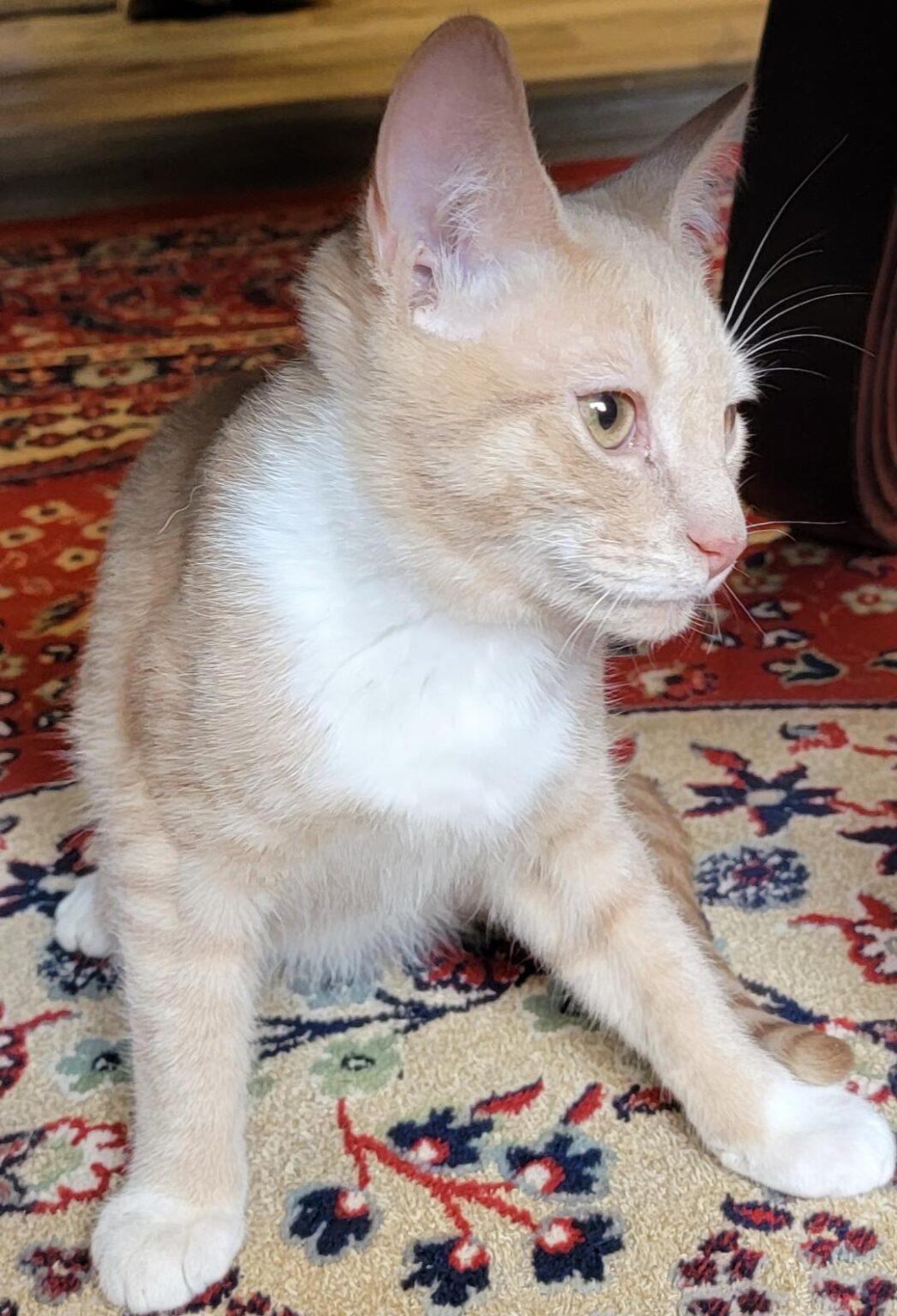 Wobbly Kittens Ready For Adoption KittyCorner